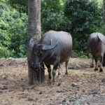 Water buffalos. One hour after leaving Ha Giang on the QL4C road.